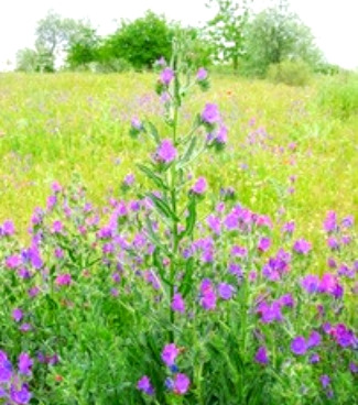 Invasió de plantes