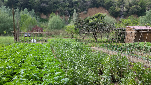 Projecte experimental d'agricultura urbana a Sabadell