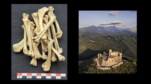Restes arqueològiques de pollastres i gallines del castell de Montsoriu, també en la imatge