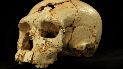 CalaveraAtapuerca