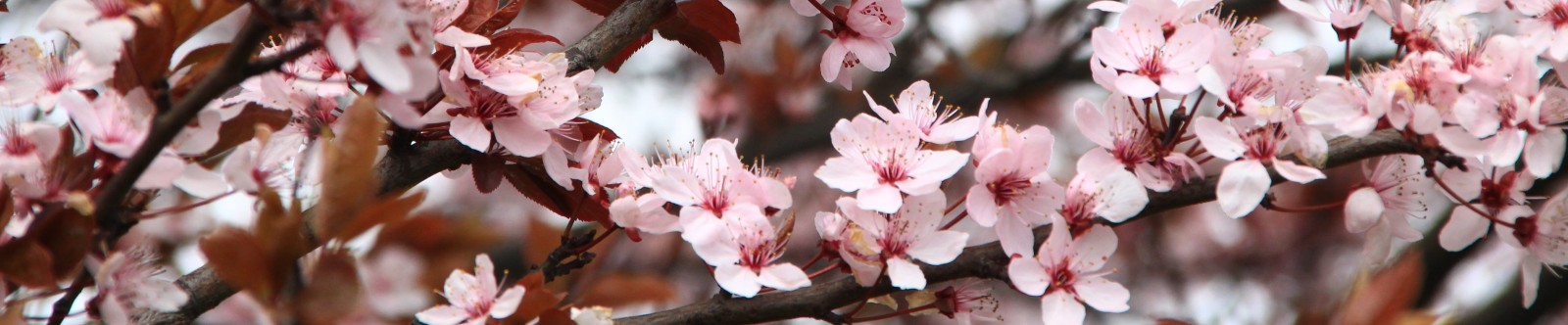 Es preveuen nivells de pollen alts per a aquesta primavera 