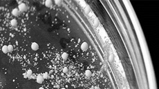 IMG_doctorat_biotecnologia_foto1