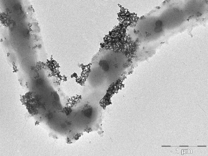 Nanopartícules d'òxid de ceri