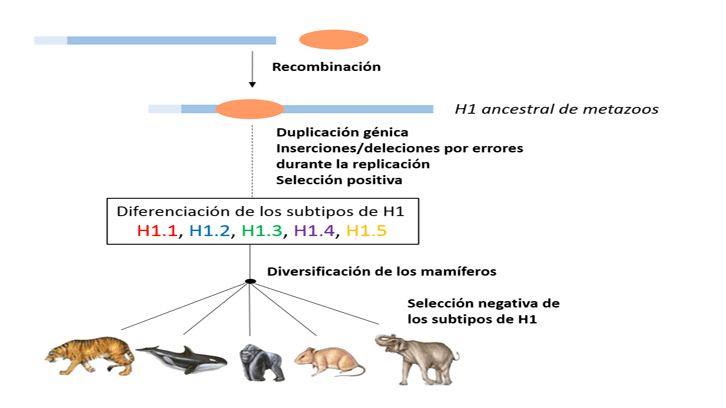 Aquest treball és el resultat de l'estudi de l'evolució molecular d'una part de la família multigèni