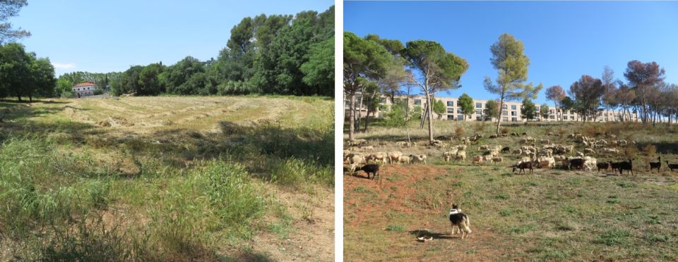 Imatge zones agrícoles de la UAB