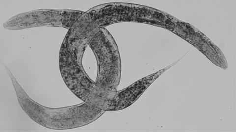 Nou model del cuc C.elegans