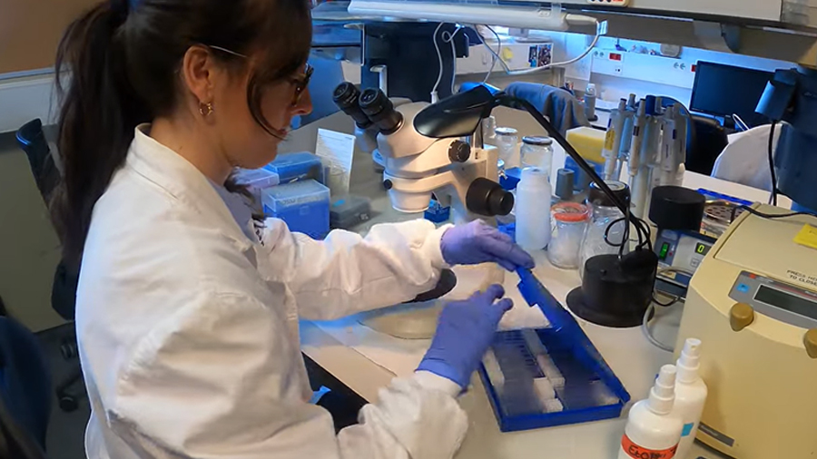 Investigadora en el laboratori on s'estudia una teràpia gènica per a l'SPG52