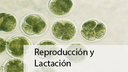 Reproduction