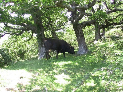Bovins Albera