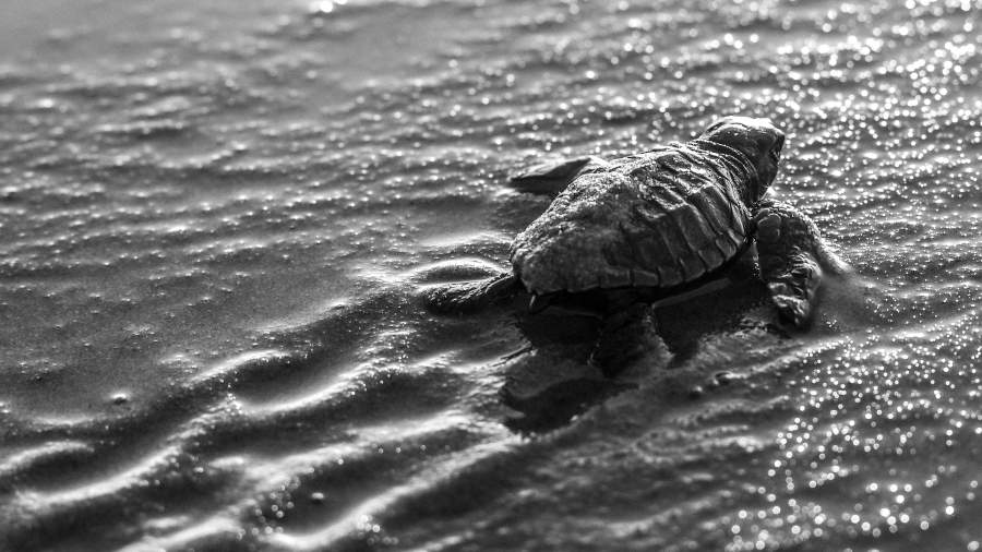 Tortuga a la platja. Fotografia de Vicent Porcher