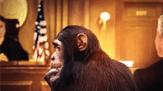 Steven Wise y el ICALP presenten la pel·lícula: Unlocking the cage