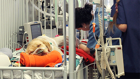 Acreditació Hospital Clínic Veterinari