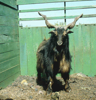 Estudis genètics sobre l'origen canari de les cabres criolles
