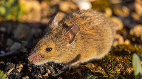 Els ratolins de camp prenen decisions de forma individual