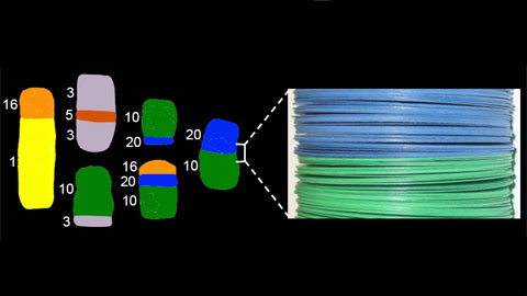 Model multilaminar