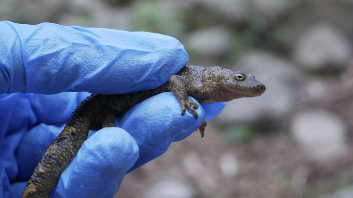 un urodel a la mà amb guants d'una persona