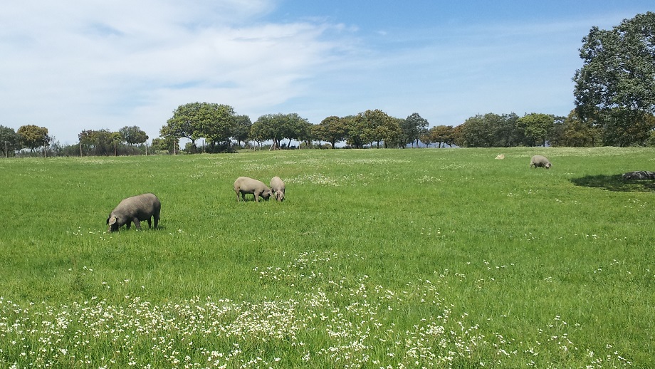 Noticia PhD Project Pig Reg