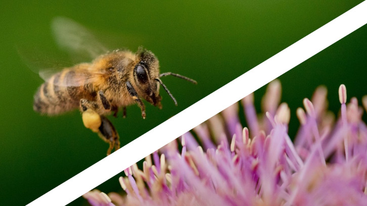 Una abella i unes flors separades per una barra blanca
