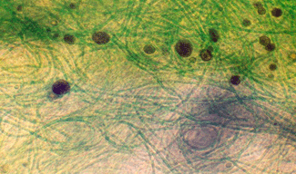 Un consorci de bacteris per degradar el petroli