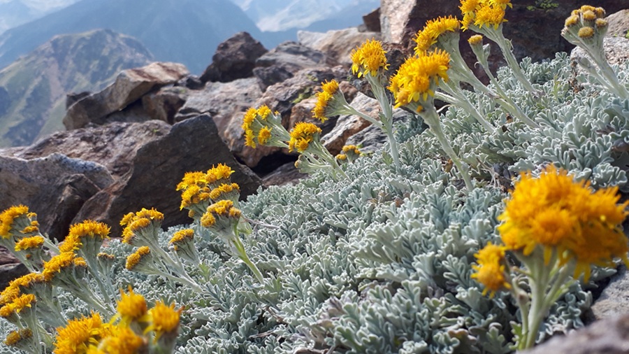 Flors al Pirineu