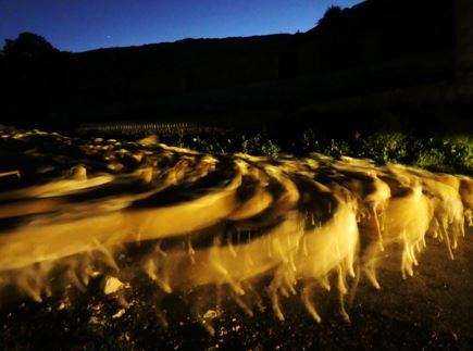 Animals de pastura en plena nit