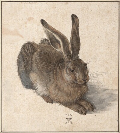 La llebre, d'Albretcht Dürer