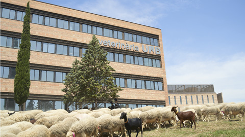 Facultat de Veterinària