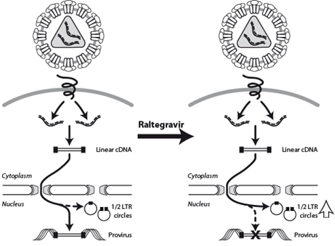 Tractament antiretroviral no cura definitivament