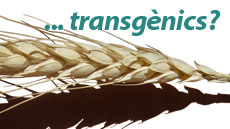 Presentació llibre sobre transgènics i drets humans