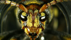 X Chinensis