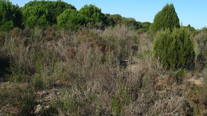 matollars Doñana