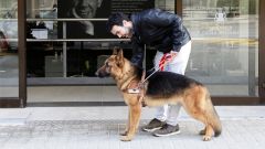 home acompanyat d'un gos com a unitat canina de treball