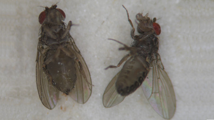 aumento genoma Drosophila híbridos