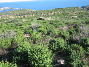 Part de la zona estudiada al Cap de Creus