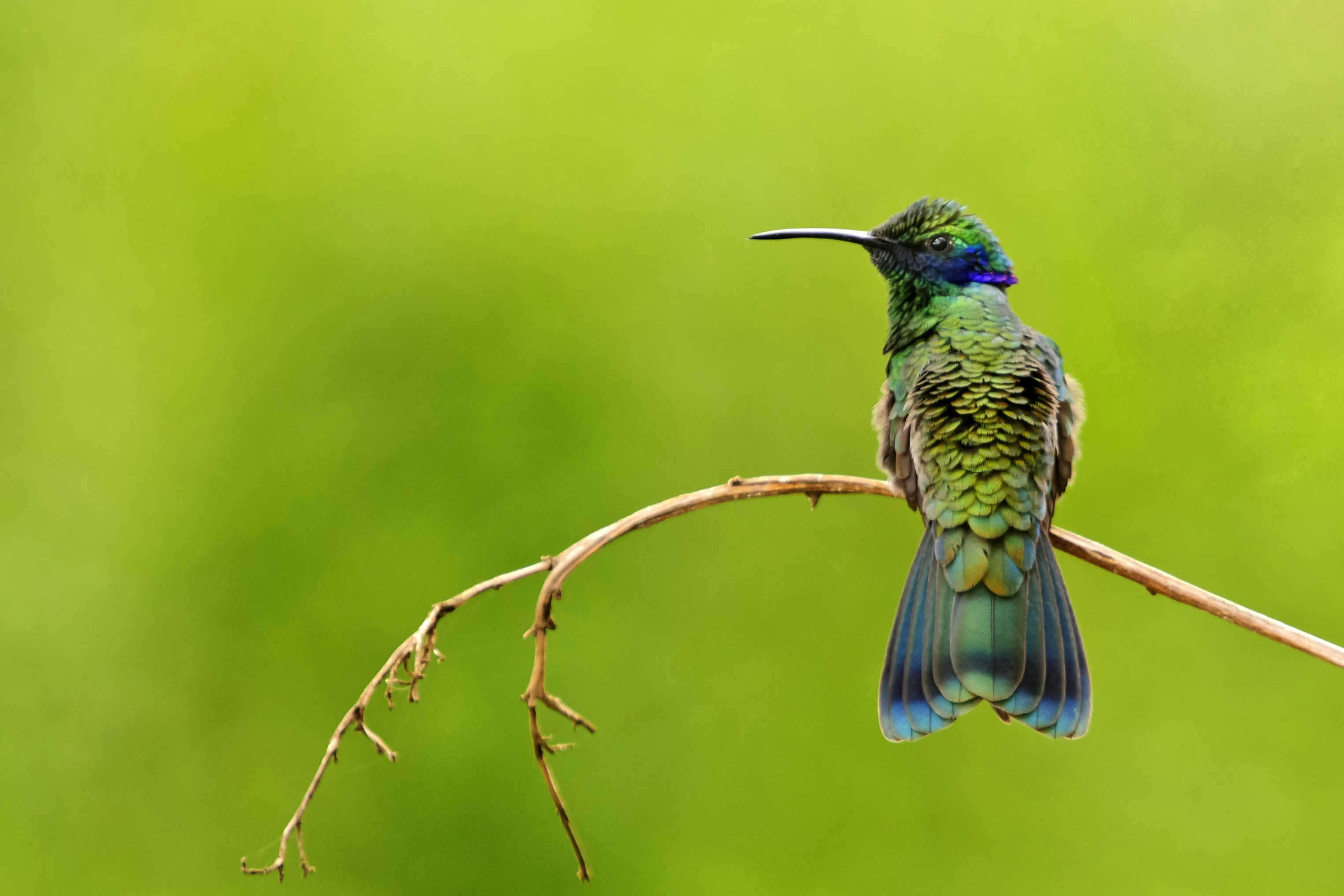 ESTUDI SOBRE LA MIDA D'AUS