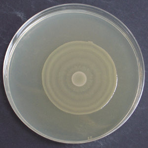 Els bacteris controlen el desplaçament en eixam