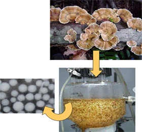 Fong Trametes