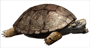 Polysternon isonae, una nova espècie de tortuga que va conviure amb els dinosaures d'Isona