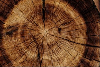 les línies de vida d'un arbre tallat