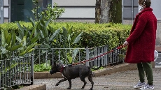 Article d'opinió del Dr. Xavier Roura sobre coronavirus i mascotes
