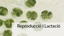 Reproduction