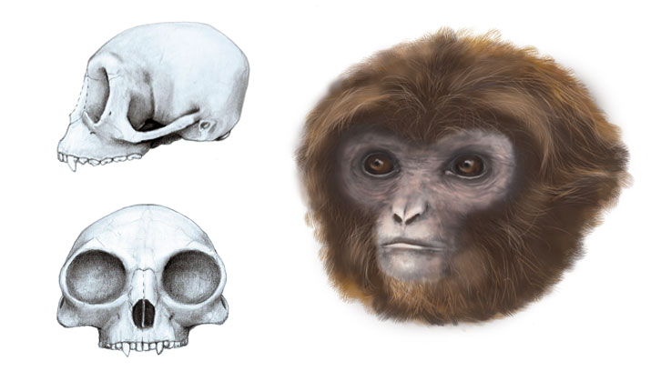 primat hominoïdeu