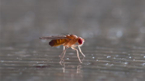 Drosophila melanogaster