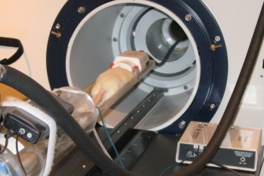 Ratolí en una màquina de d'Imatge per Ressonància Magnètica (MRI)