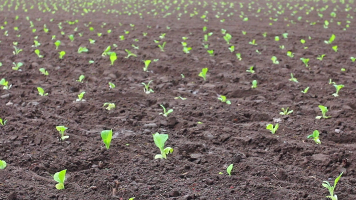 ¿se adaptan mejor al cambio climático los agricultores que pertenecen a asociaciones locales de usua