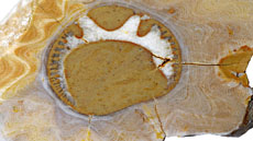 IMG_doctorat_geologia_foto2