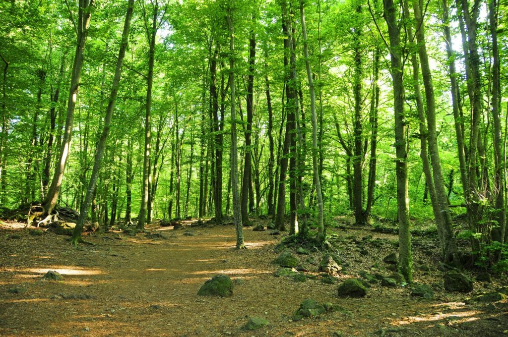 La Fageda d'en Jordà, a la comarca gironina de la Garrotxa