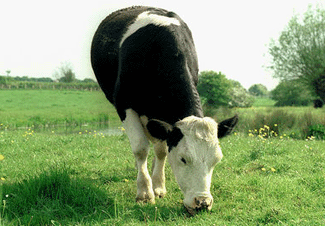 Vaca. Foto Flickr
