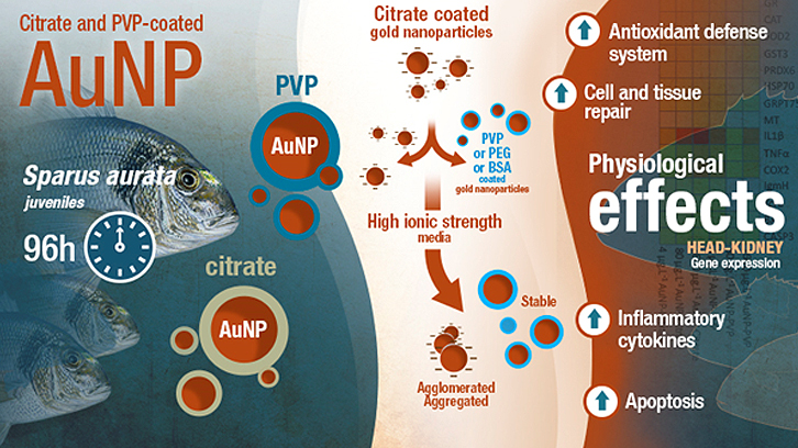 Les nanopartícules d’or poden alterar el sistema immunitari dels peixos