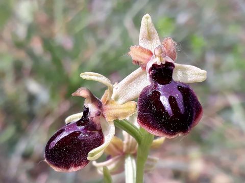 imatge_orquídia_abellera_aranyosa